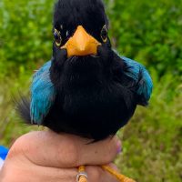 Yucatán Bird Ringing Camp